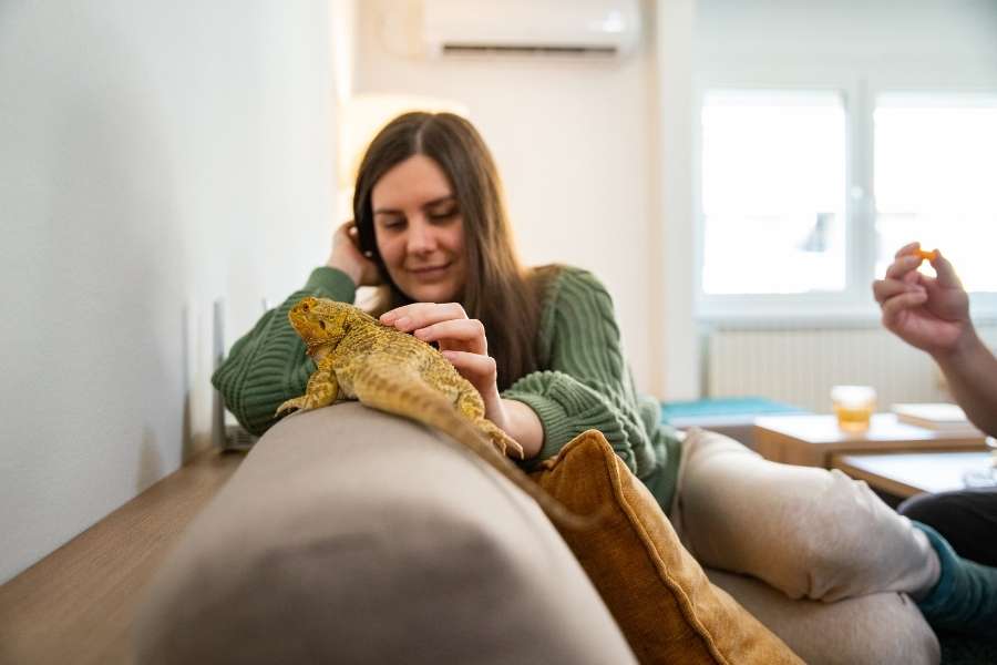 A woman bonding with her exotic pet bearded dragon at home.